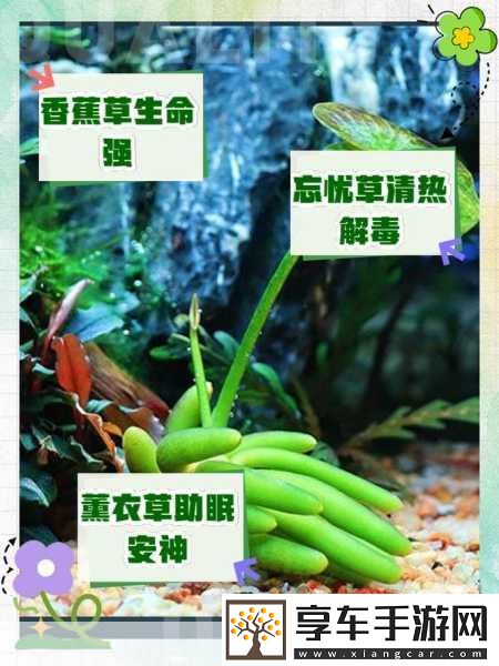 香蕉和忘忧草对焦虑的影响成片已正式发布：香蕉和忘忧草：缓解焦虑的新发现与研究探索